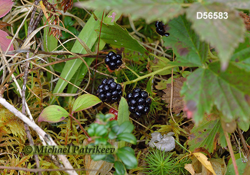 Northern Dewberry (Rubus flagellaris)